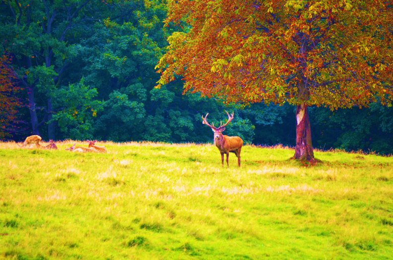 deer_in_autumn.jpg