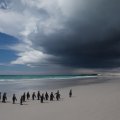penguins on a lonesome beach