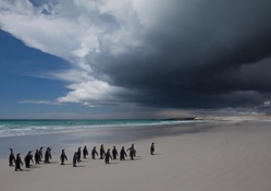 penguins on a lonesome beach