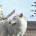 Beauty_the_beauty_of_wolves