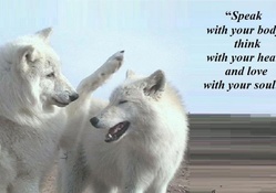 Beauty_the_beauty_of_wolves