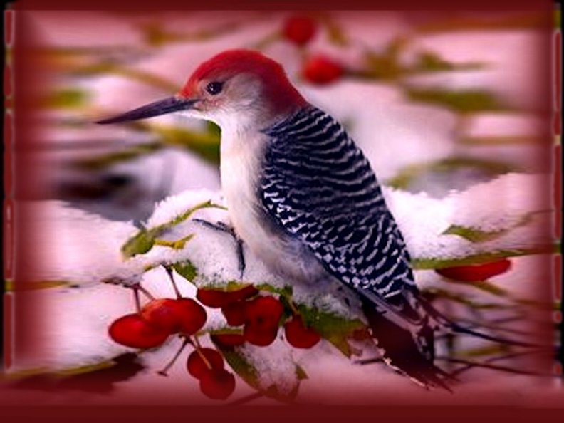 red_headed_woodpecker.jpg
