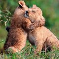 warm lion embrace