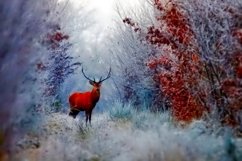 winter_deer.jpg