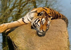 lazy Tiger