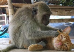 cutest monkey and kitty