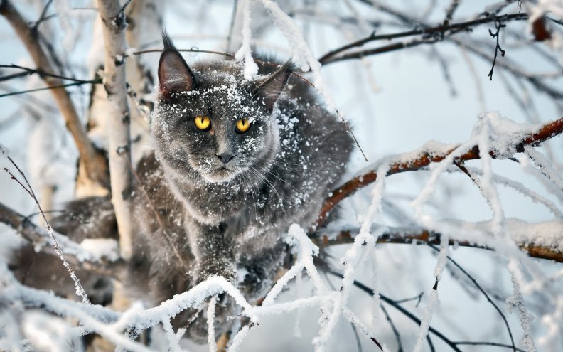 winter_cat.jpg