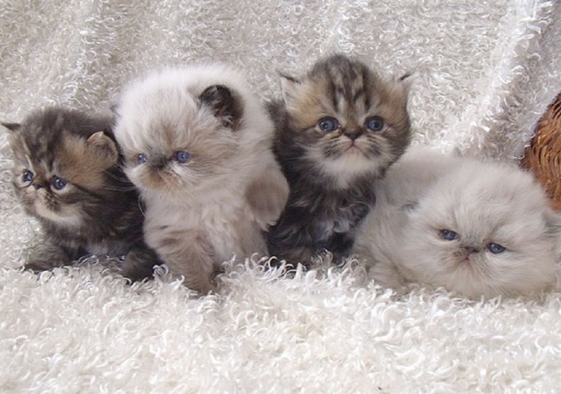 Cute Persian Himalayan Kittens. 