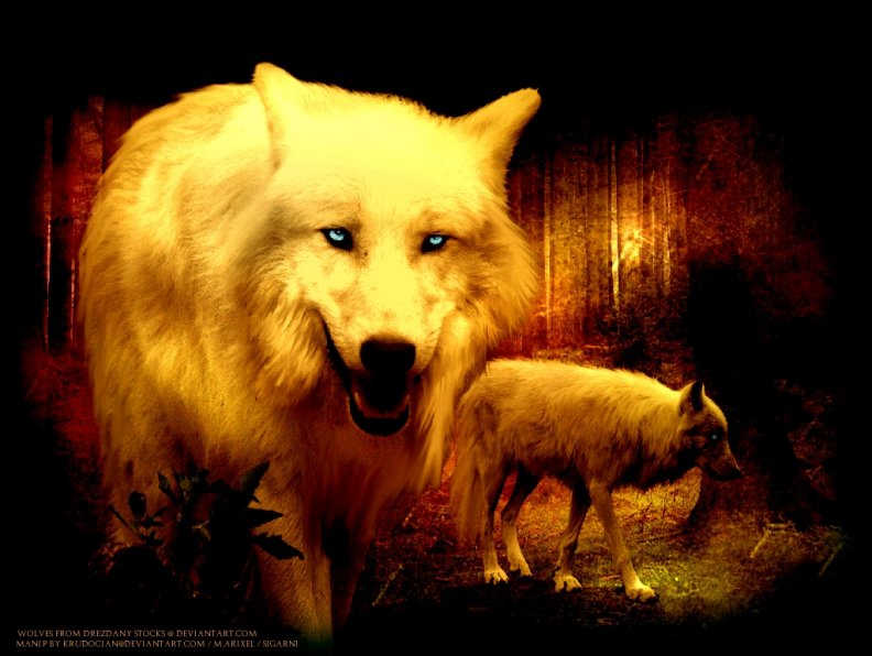 the_wolves.jpg