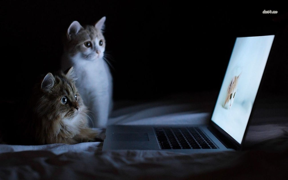 Cats watching laptop