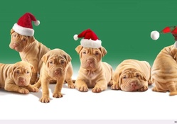 Christmas Pups