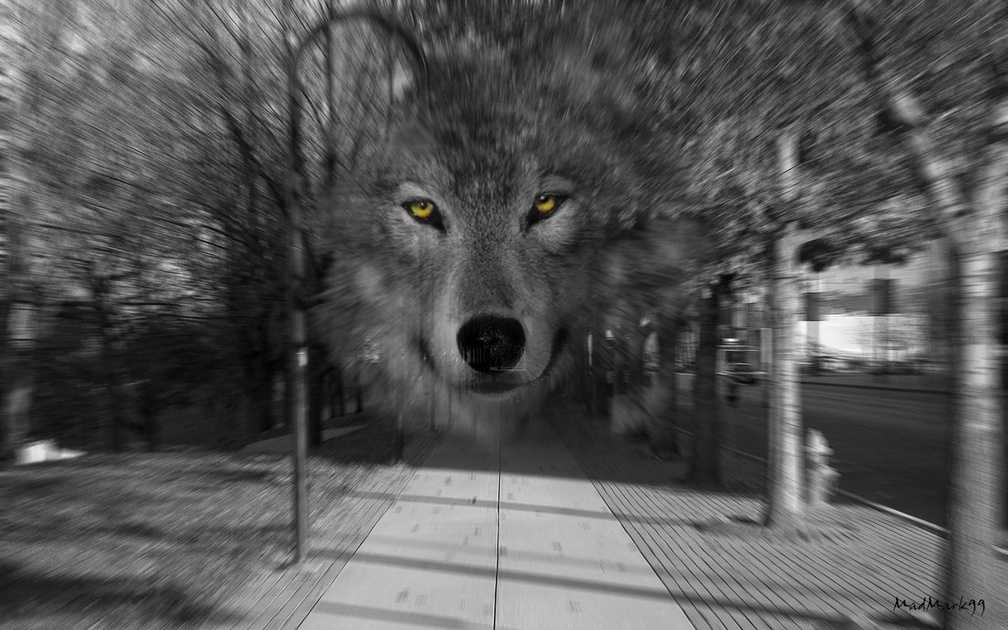 urban wolf