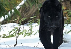 Black Cat White Snow