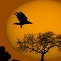 silhouette of a raven flying across the sun