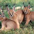 Three Caracal Kittens ~ AKA Desert Lynx
