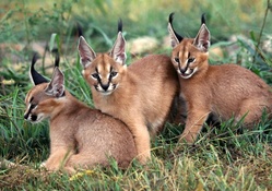 Three Caracal Kittens ~ AKA Desert Lynx