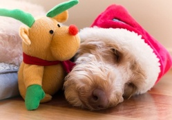 Sleeping with Rudolf