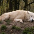 arctic wolf dreaming
