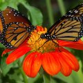 Two Butterflies on a Flower