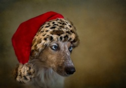 *** Christmas dog ***