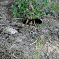 furry Caterpillar