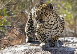 female leopard