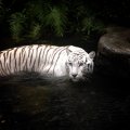 Stunning White Tiger!