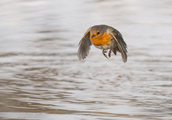 flying robin