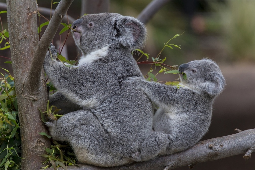 *** Koala family ***