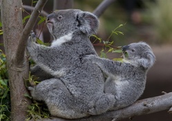 *** Koala family ***