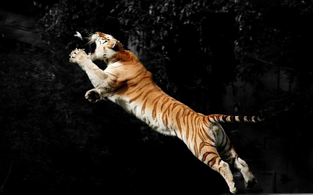 Tiger Leaping for a Bird!