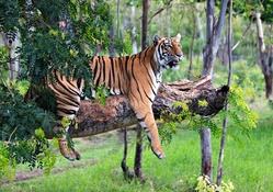 Tiger Relaxing in Tree