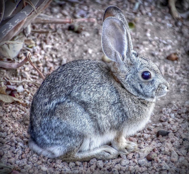 Горбатый заяц сканворд. Кролик рекс агути. Фландр агути. Горбатый заяц агути. Окрас агути у кроликов.