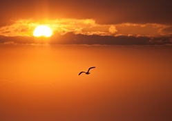 seagull flying in a glorious sunset