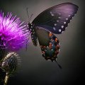 butterfly and thistle