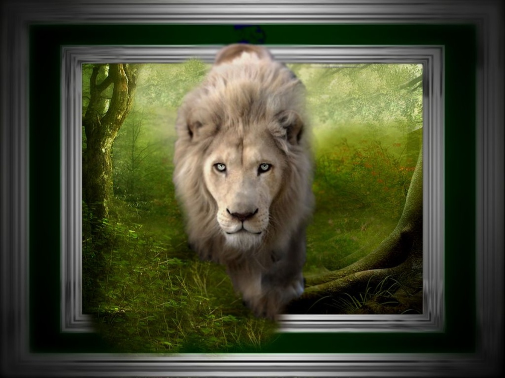 White Lion on the Prowl Portrait