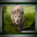 White Lion on the Prowl Portrait