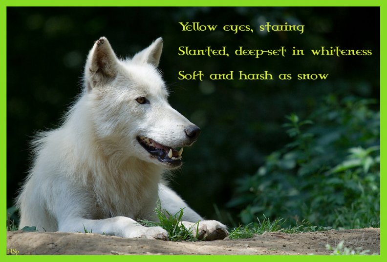 arctic_wolf_poem.jpg
