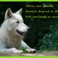 arctic_wolf_poem