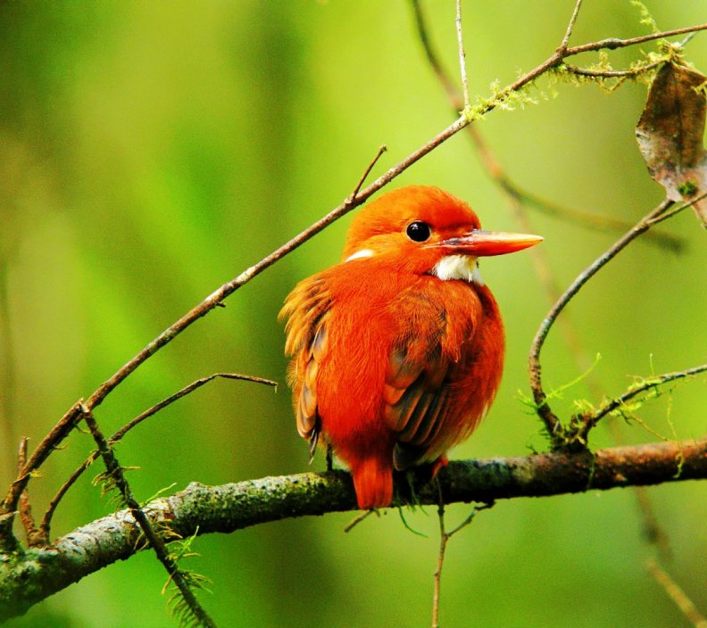 kingfisher_madagascar_pygmy.jpg