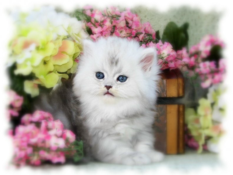 persian_kitty_in_a_flower_basket.jpg
