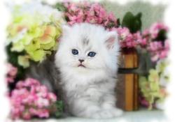 Persian kitty in a flower basket