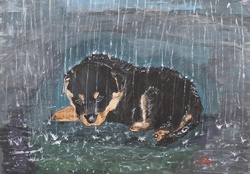 Dog In Rain