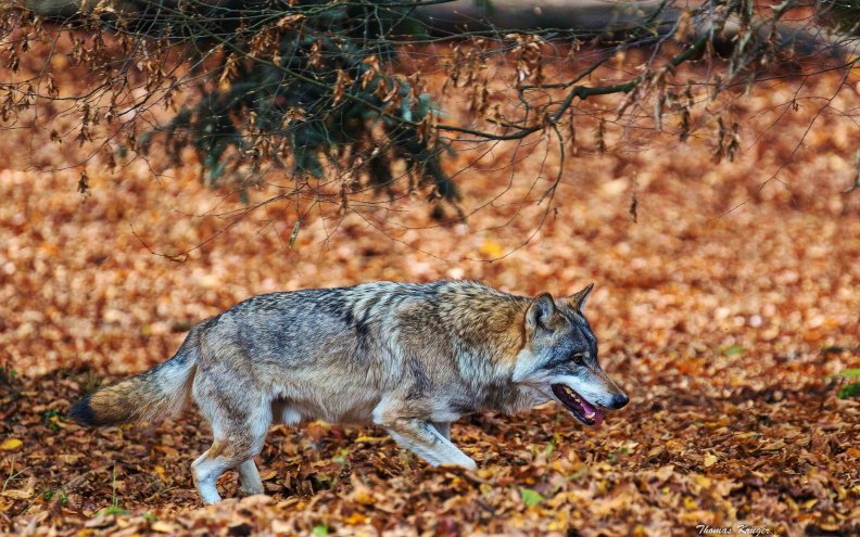 wolf_hunting.jpg