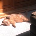 Orange lazy cat