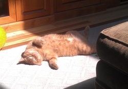Orange lazy cat