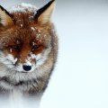cold fox