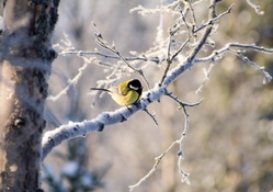 Cute Yellow Birdie