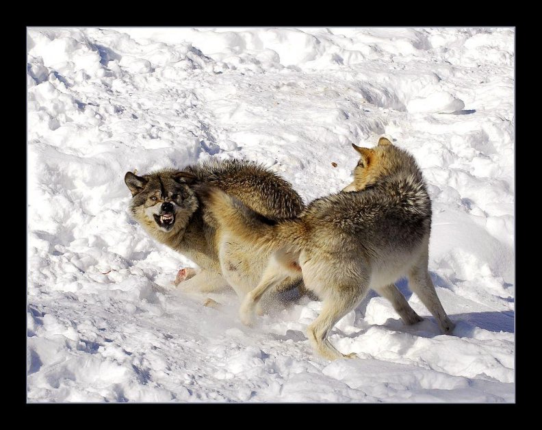 fighting wolves