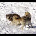 fighting wolves
